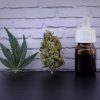 terpenes CBD importance types