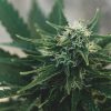 terpenes CBD terpenoids benefits